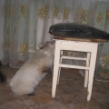 Выставка кошек 2010