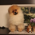 Виртуальная выставка собак
